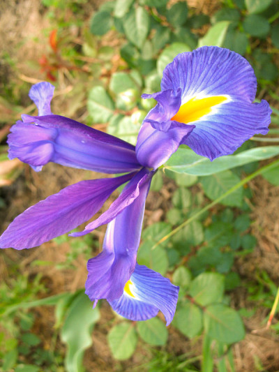 虹膜花