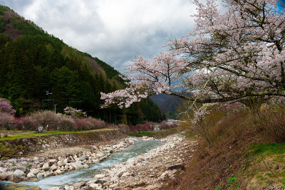 日本长野蛭神温泉的桃树