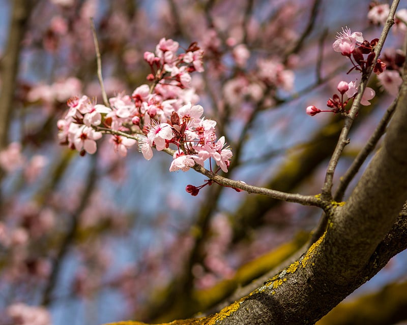 樱花