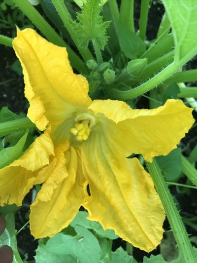 女性西葫芦花