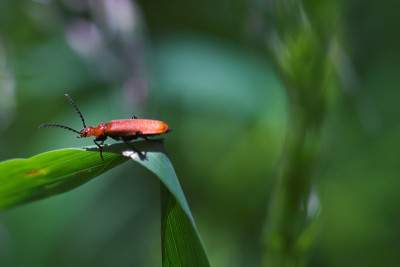 Chauliognathus -士兵甲虫