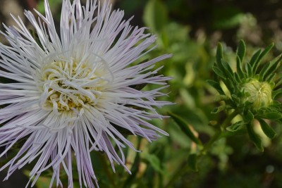 Aster花园。白色针花瓣。按类星排序