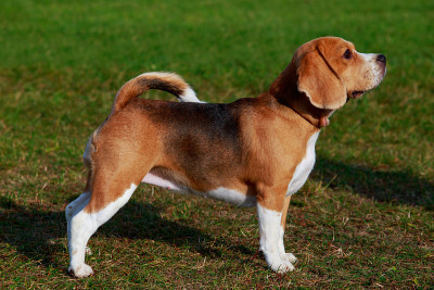 犬种小猎犬