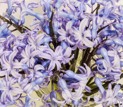 蓝色风信子的花(普通风信子