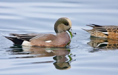 Adult male American Widgeon eats a strip of eel gr