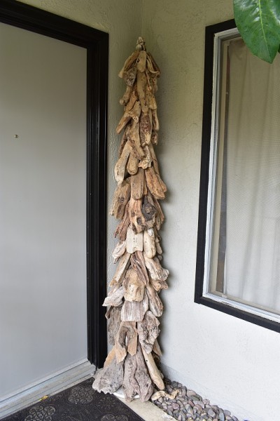 独特的漂木树
