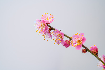 梅花