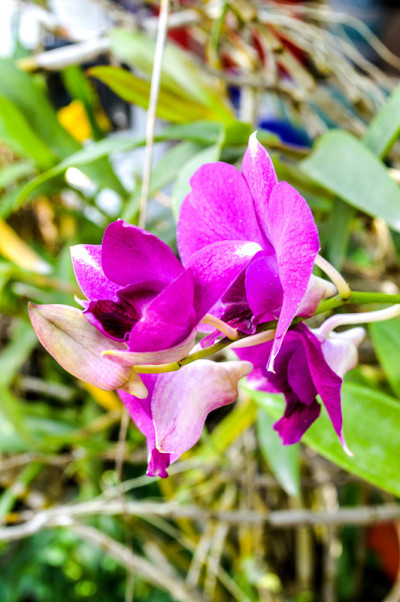 紫色兰花的花