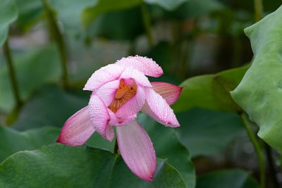 雨后荷花的水滴特写