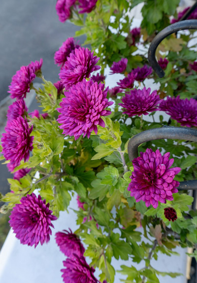 秋时节花菊花，满园菊花