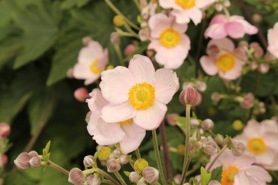 ‘风之花’-银莲花