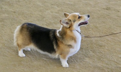 彭布罗克威尔士科基犬