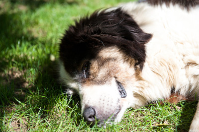 牧羊犬