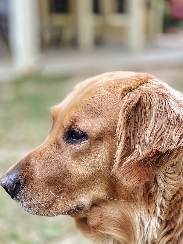 一头美丽的金毛猎犬在后院的大头照