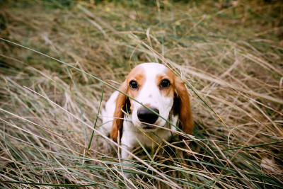 白红色的俄罗斯可卡犬坐在草地上