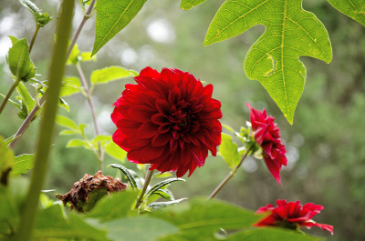 大红dália花