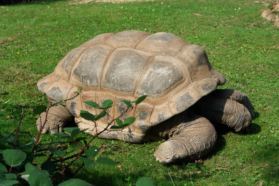 加ápagos-Riesenschildkröte