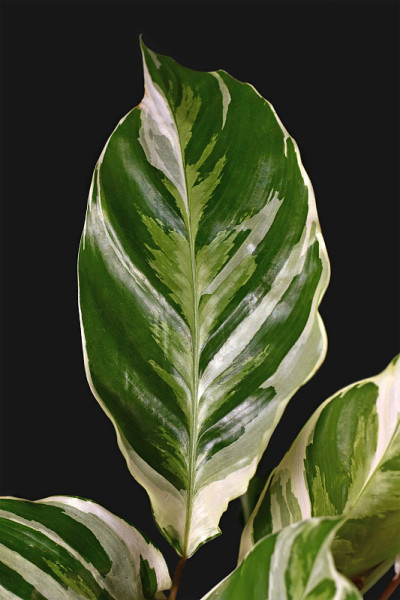 Calathea白色融合”