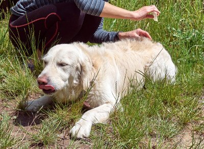 跳蚤和蜱虫驱虫剂滴在金毛猎犬的枯枝上