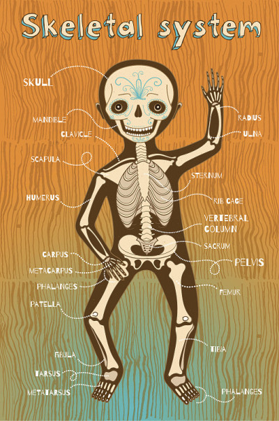 儿童人体骨骼系统的矢量卡通插图