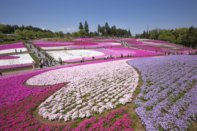 一边开花的夹竹桃(埼玉日山公园)