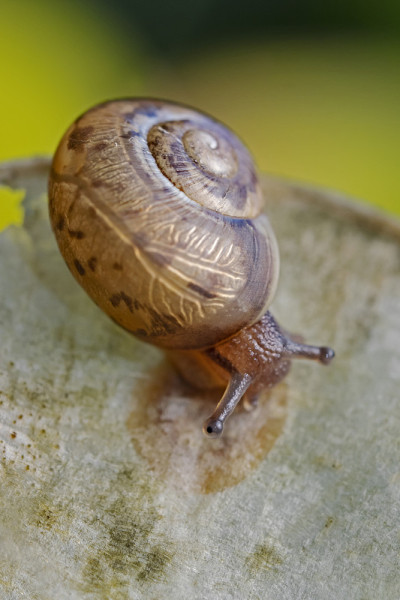 植物叶片上的套管螺钉，Gehäuseschnecke auf Pflanzenblatt