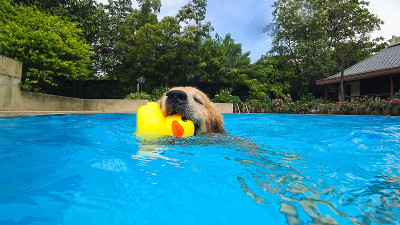 金毛猎犬幼犬在游泳池练习(水下视角)