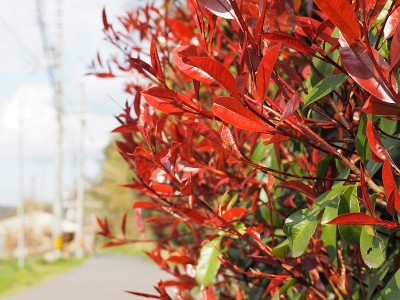 红叶石楠的红芽