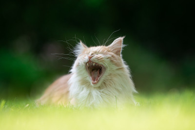 巨大的猫