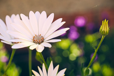 雏菊花