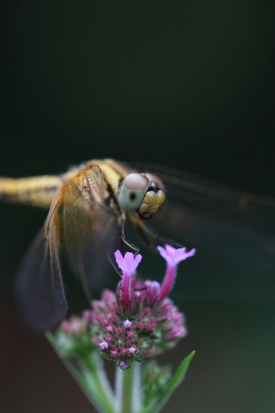 蜻蜓