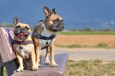 长凳上的一对法国牛头犬