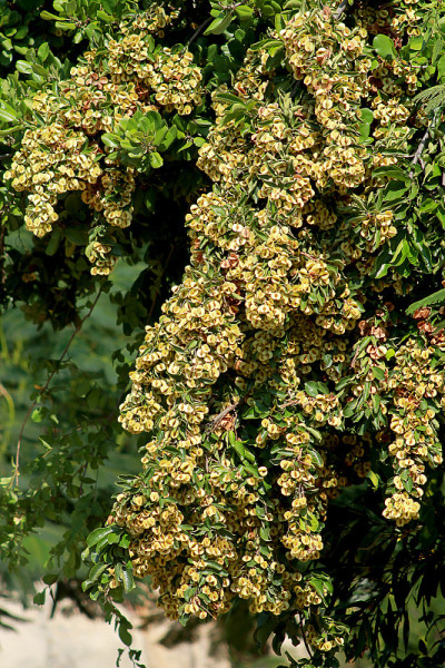 Combretum deciduum