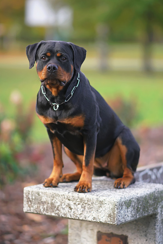 可爱的黑棕相间的罗特韦尔犬，戴着项圈，在户外摆姿势，坐在城市公园的混凝土长凳上