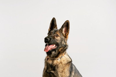 德国牧羊犬