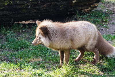 Wildpark黑山