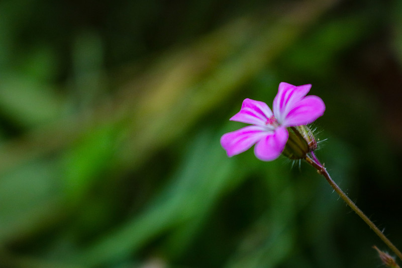 赫伯·罗伯特，茎和芽