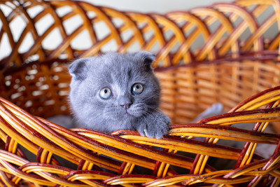 这只猫是一只英国猫(苏格兰猫)。