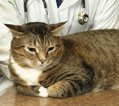 猫去看兽医