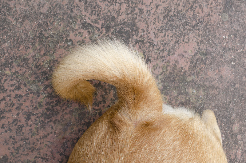狗的尾巴
