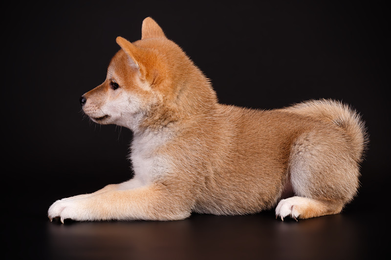 日本柴犬的彩色背景