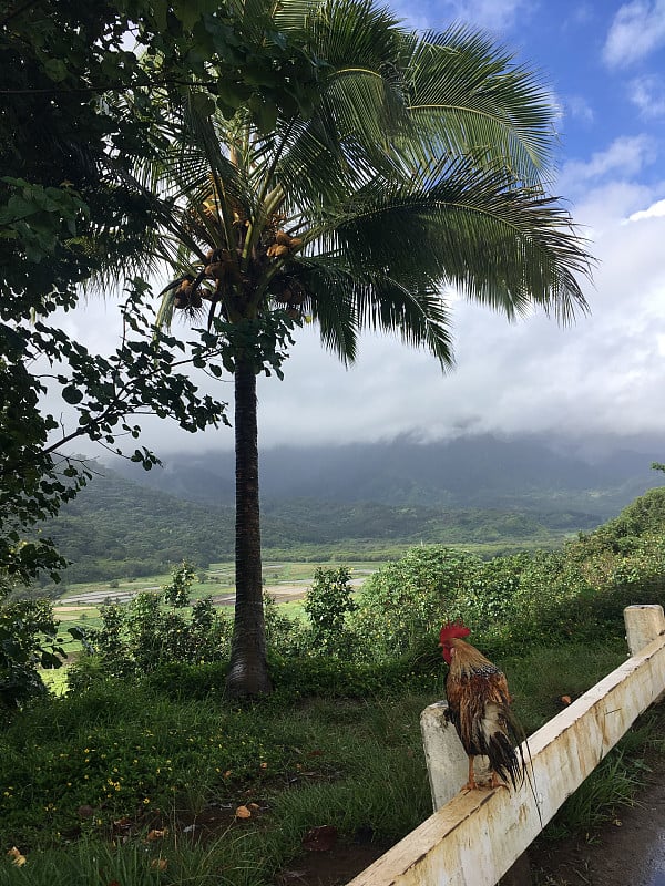 雨中俯瞰哈纳雷山谷的山顶公鸡，夏威夷考艾岛。