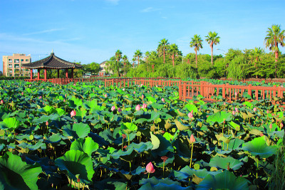 花园，池塘，荷花，