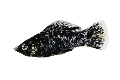 黑斑斑蝶水族鱼