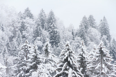 松树鲜雪