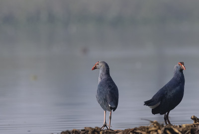 灰色头发swamphen