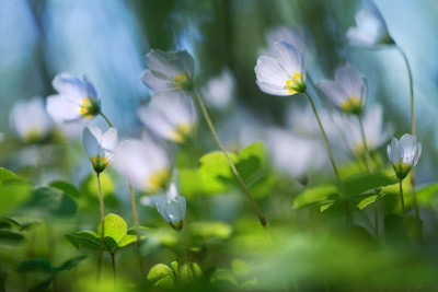 白色的花在背光下闪闪发光，模糊了春天的背景。