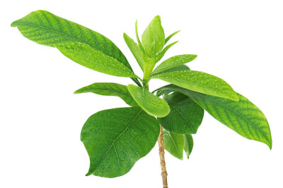 栀子花(栀子花)孤立于白色背木上