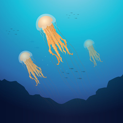 狮鬃水母