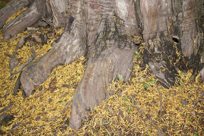 二叶Taxodium distichum树干关闭